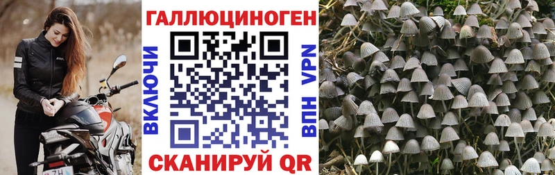 Купить где  Белоусово  Псилоцибиновые грибы GOLDEN TEACHER 